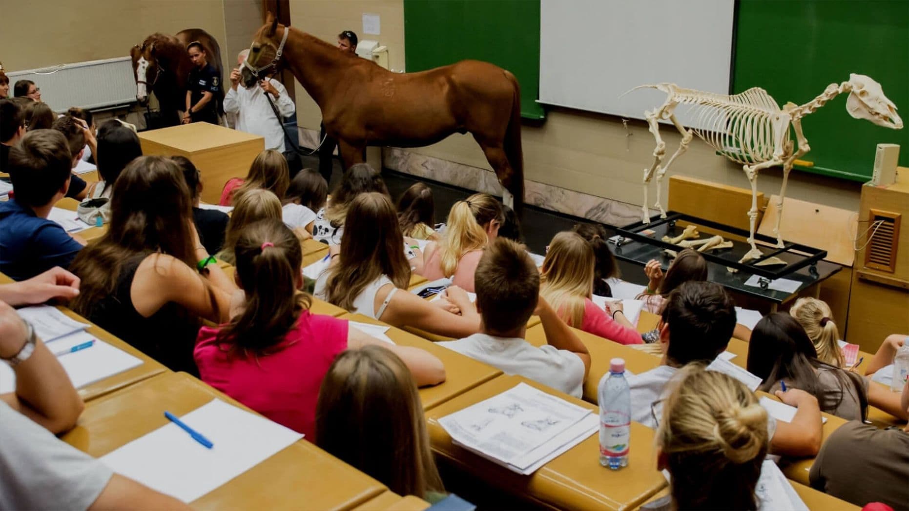 ¿Te imaginas estudiando Veterinaria en Europa en inglés?
