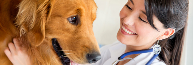 veterinaria